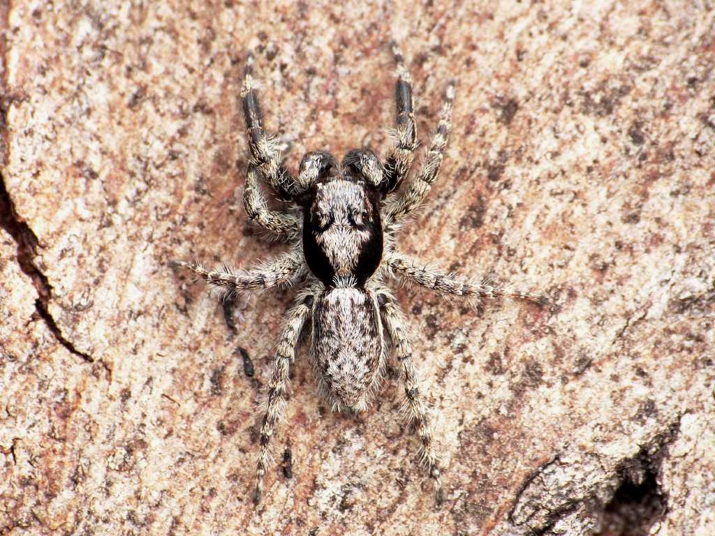 Maschio (?) di Menemerus sp. - Torrimpietra (RM)